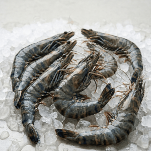 Black Tiger Shrimp (Penaeus monodon)