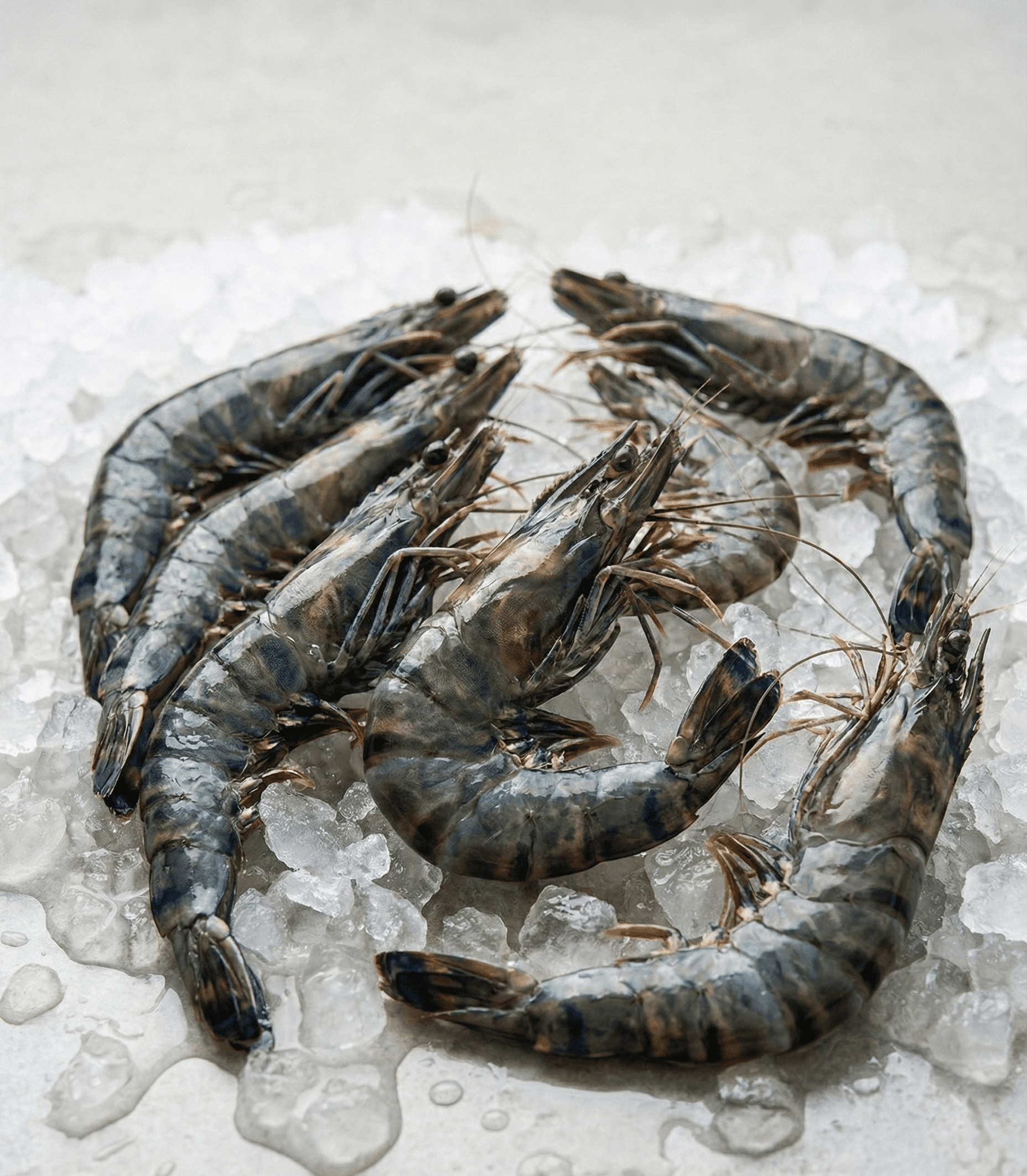 Black Tiger Shrimp (Penaeus monodon)