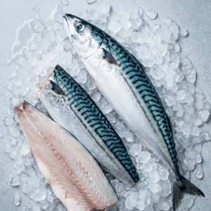 Atlantic Mackerel (Scomber scombrus)