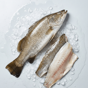 Barramundi / Asian Sea Bass (Lates calcarifer)