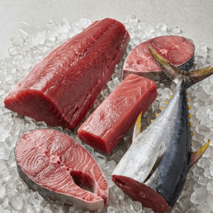 Bigeye Tuna (Thunnus obesus)