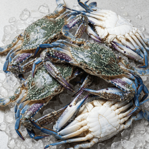 Blue Swimming Crab (Portunus pelagicus)
