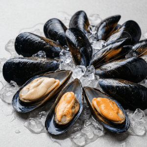 Chilean Mussel (Mytilus chilensis)