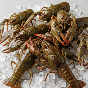 Crawfish / Crayfish (Procambarus clarkii)