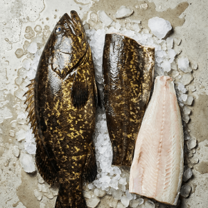 Giant Grouper (Epinephelus lanceolatus)