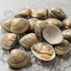 Hard Clam (Meretrix spp.)