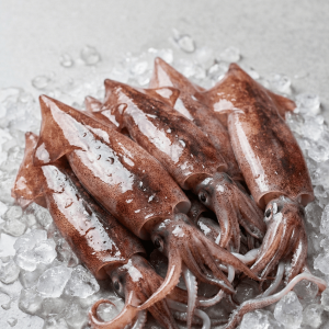 Illex Squid (Illex argentinus / Illex spp.)