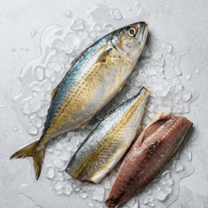 Indian Mackerel (Rastrelliger kanagurta)