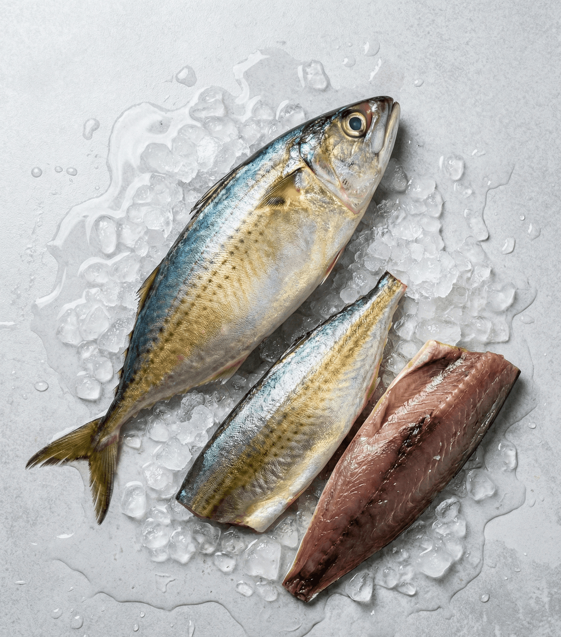 Indian Mackerel (Rastrelliger kanagurta)