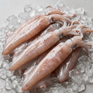 Loligo Squid (Uroteuthis spp.)