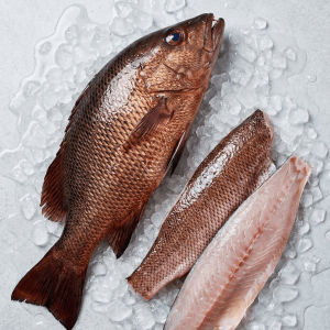 Mangrove Snapper (Lutjanus argentimaculatus)