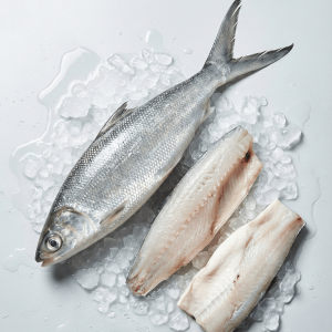 Milkfish (Chanos chanos)