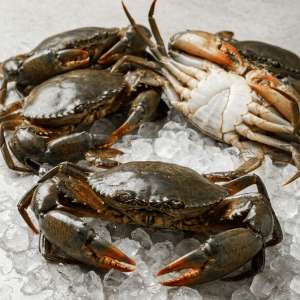 Mud Crab (Scylla serrata)