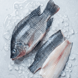 Nile Tilapia (Oreochromis niloticus)