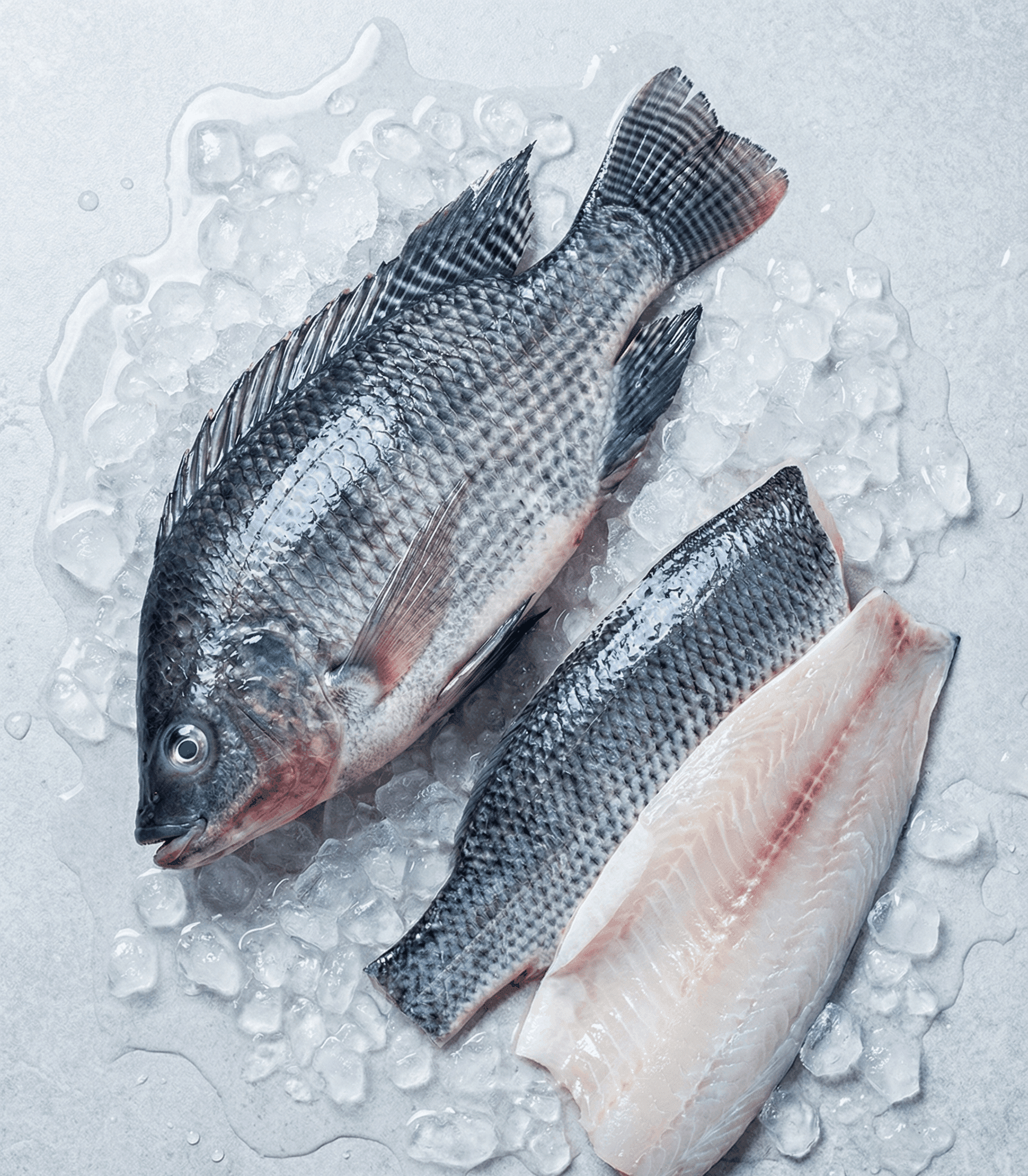 Nile Tilapia (Oreochromis niloticus)