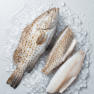 Orange-Spotted Grouper (Epinephelus coioides)