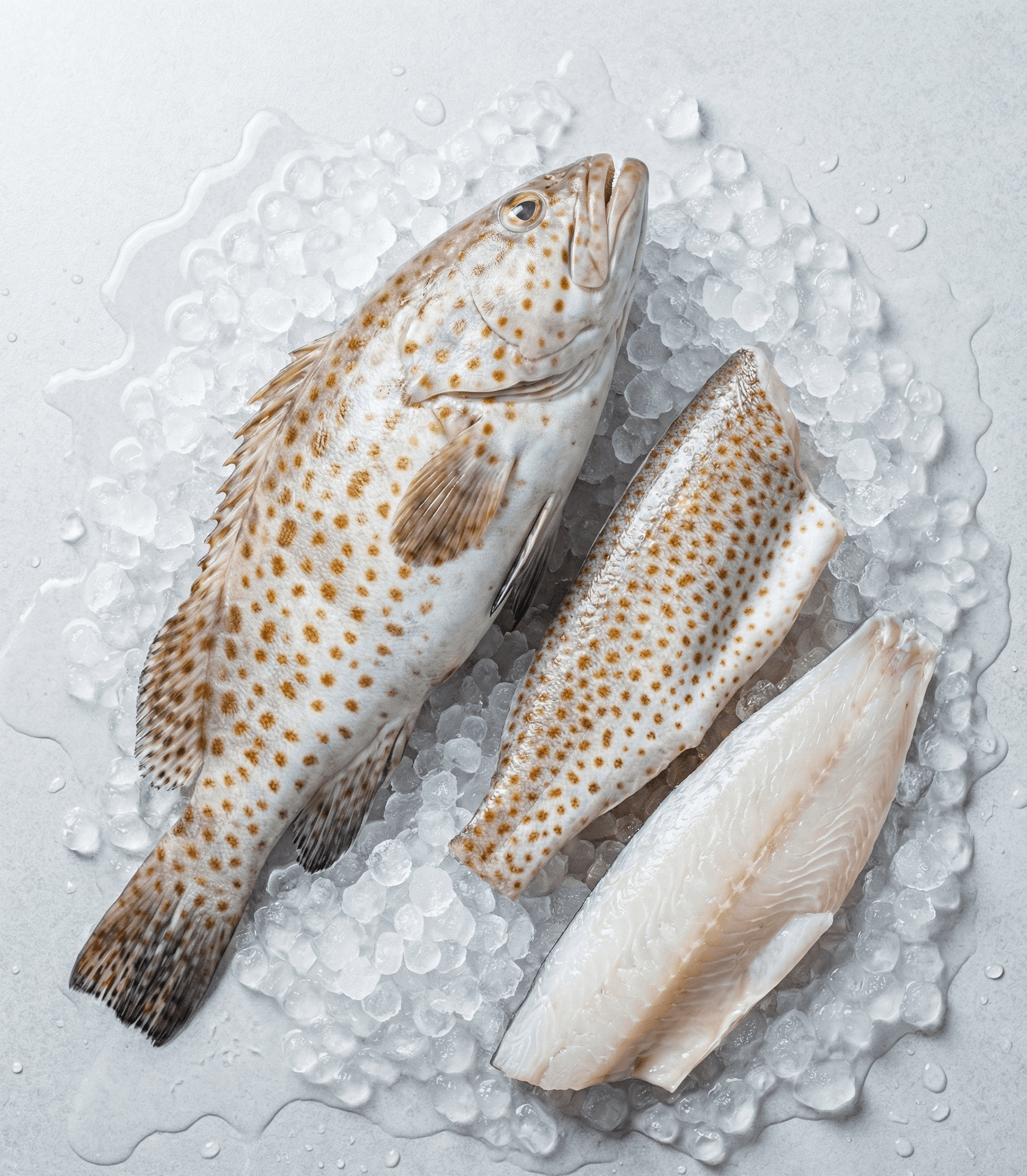 Orange-Spotted Grouper (Epinephelus coioides)