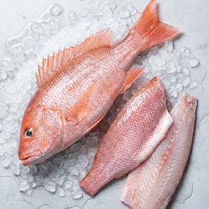 Red Snapper (Lutjanus spp.)