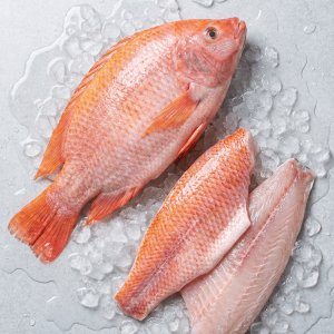 Red Tilapia (Oreochromis spp.)