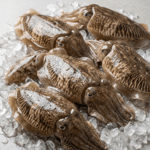 Sepia Cuttlefish (Sepia spp.)