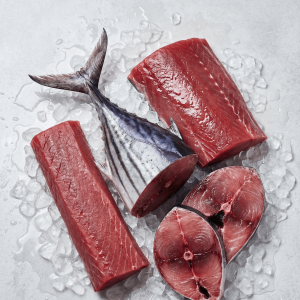 Skipjack Tuna (Katsuwonus pelamis)