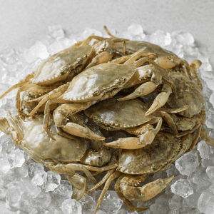 Soft Shell Crab (Scylla spp.)