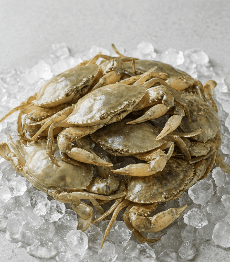Soft Shell Crab (Scylla spp.) | Wholesale & Export | Global Food Asia