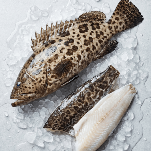 Tiger Grouper (Epinephelus fuscoguttatus)