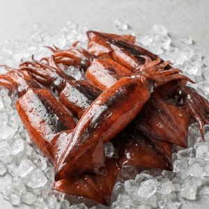 Todarodes Squid (Japanese flying squid)