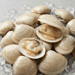 White Clam (Meretrix lyrata)