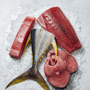 Yellowfin Tuna (Thunnus albacares)