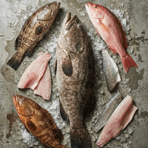Snapper & Grouper