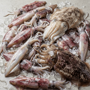 Squid & Cuttlefish