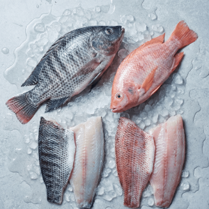Tilapia