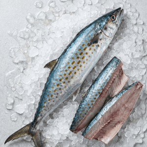 Spanish Mackerel (Scomberomorus spp.)