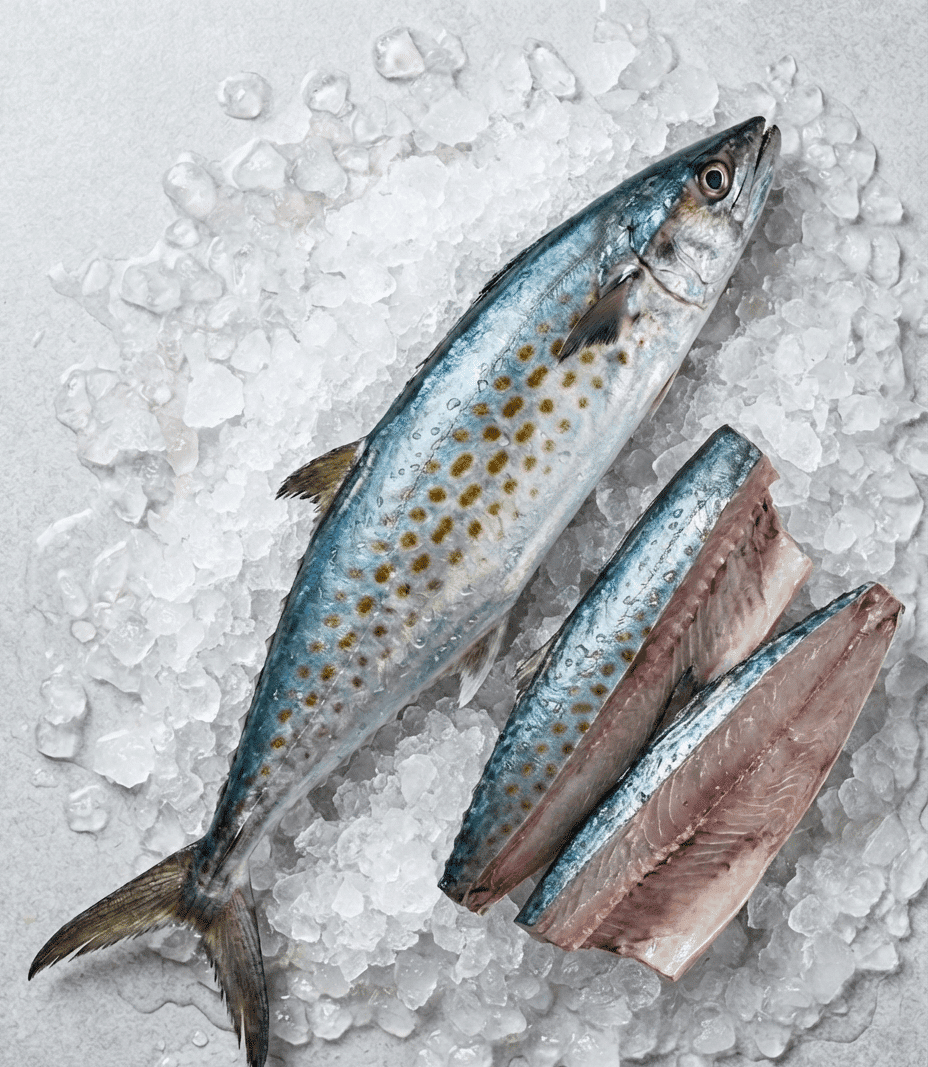 Spanish Mackerel (Scomberomorus spp.)